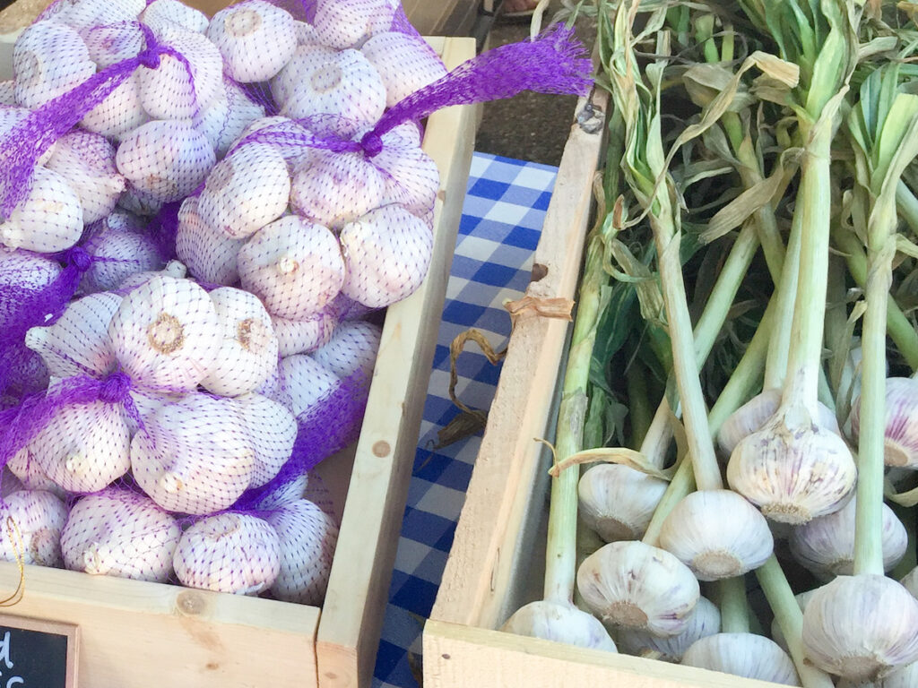 softneck and hardneck garlic side-by-side comparison