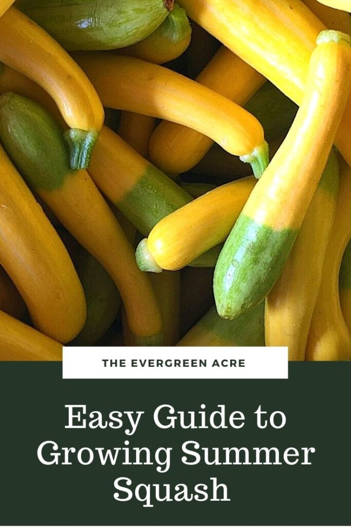 yellow and green squash, white text "Easy guide to growing summer squash"
