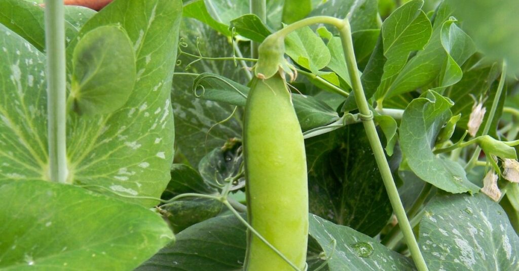 growing peas, green peas and green pea plant foliage