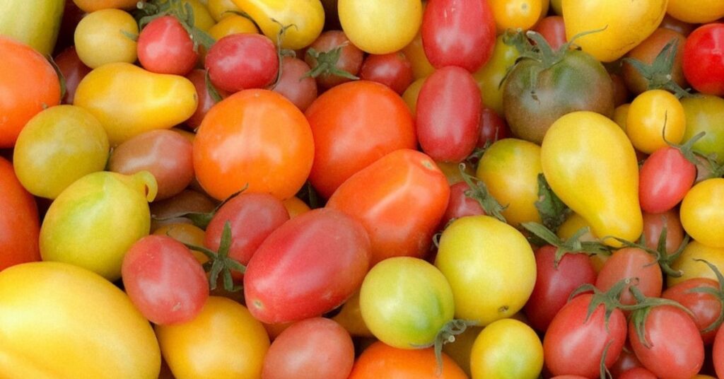 ready yellow and orange cherry tomatoes